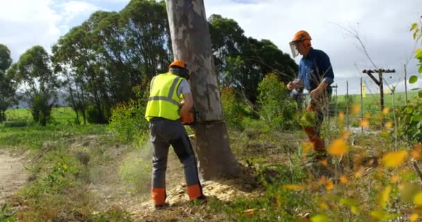 Deux Bûcherons Coupant Des Arbres Tombés Dans Forêt Campagne — Video