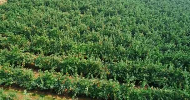 Champ vert à la campagne par une journée ensoleillée 4k 