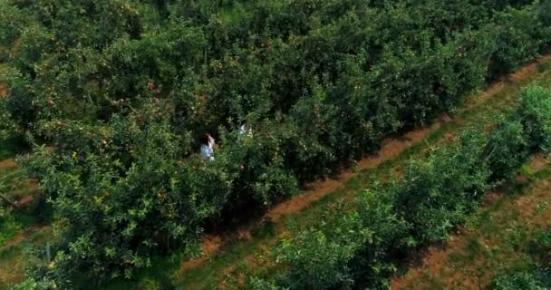 Ζευγάρι Γεωργία Στην Πράσινη Αγρόκτημα Μια Ηλιόλουστη Ημέρα — Αρχείο Βίντεο