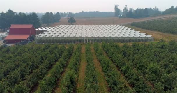 Fazenda Verde Coberta Com Vidro Telhado Dia Ensolarado — Vídeo de Stock