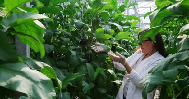 Female Scientist Examining Aubergine Greenhouse — Stock Video