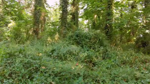 Homme caché dans les buissons à la forêt 4k 