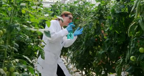 の温室で植物に水をまく女性科学者 — ストック動画