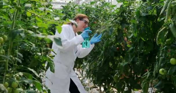 Female Scientist Watering Plant Greenhouse — Stock Video