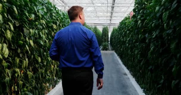 の緑の家の植物を調べる男の後姿 — ストック動画