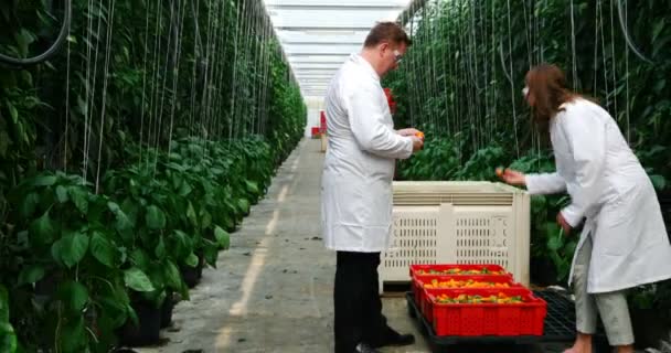 Two Scientists Examining Yellow Pepper Green House — Stock Video