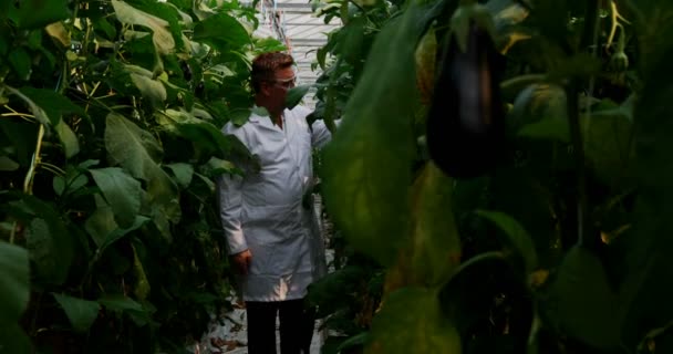 Cientista Masculino Examinando Beringela Casa Vegetação — Vídeo de Stock