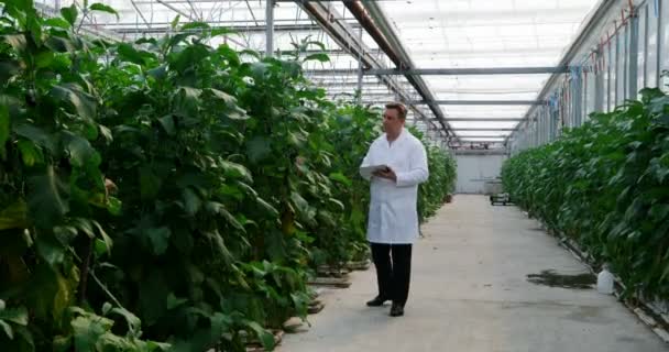 男性科学家与数字平板电脑审查植物在温室4K — 图库视频影像