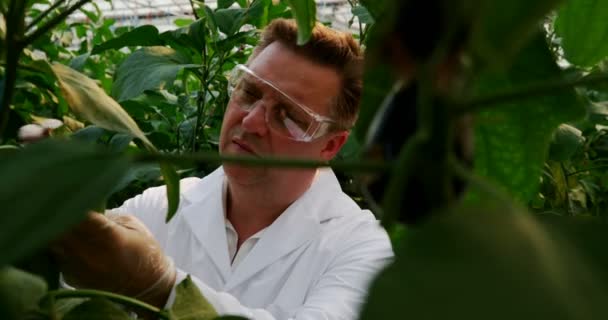 Αρσενικό Επιστήμονας Εξετάζει Φυτών Στο Θερμοκήπιο — Αρχείο Βίντεο