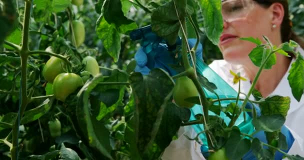 Científica Femenina Regando Plantas Invernadero — Vídeo de stock