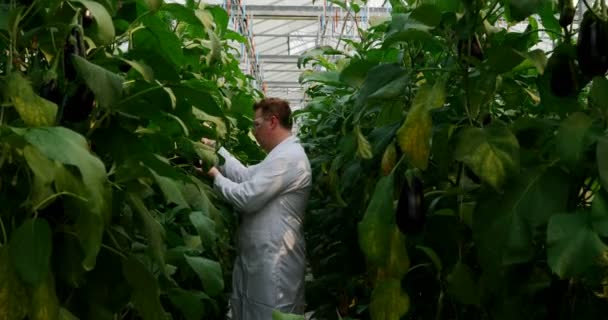 の温室で茄子を調べる男性の科学者の側面図 — ストック動画