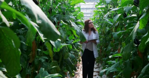 Γυναίκα Επιστήμονας Ψηφιακή Δισκίο Εξέταση Των Φυτών Στο Θερμοκήπιο — Αρχείο Βίντεο