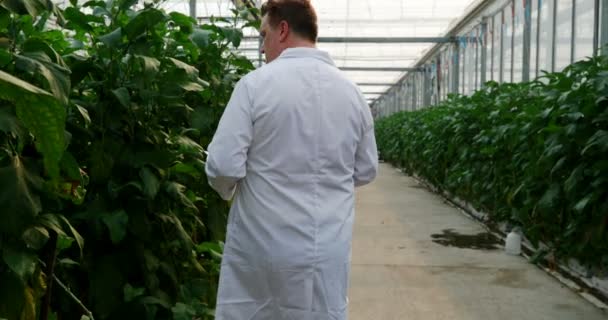 Male Scientist Digital Tablet Examining Plants Greenhouse — Stock Video