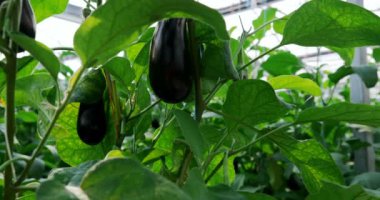 Patlıcan sera bitkilerde asılı Close-up