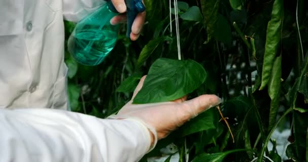 の温室で植物に水をまくの科学者の中間セクション — ストック動画