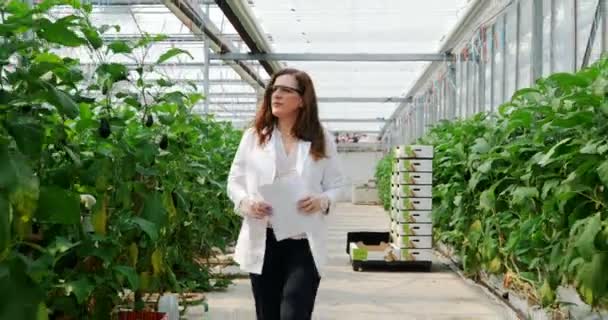 Female Scientist Examining Aubergine Greenhouse — Stock Video