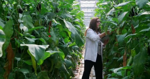 Kvinnliga Forskare Med Digital Tablett Att Undersöka Växter Växthuset — Stockvideo