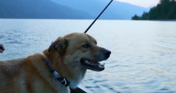 Dog Travelling Boat Countryside — Stock Video