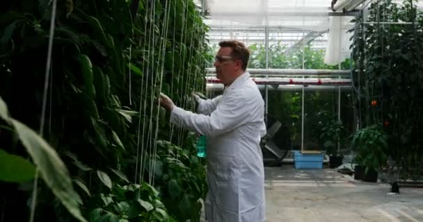 Male Scientist Watering Plant Greenhouse — Stock Video