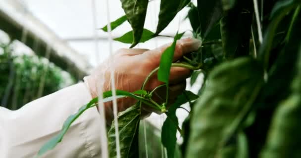 の温室で植物を調べる科学者のクローズ アップ — ストック動画