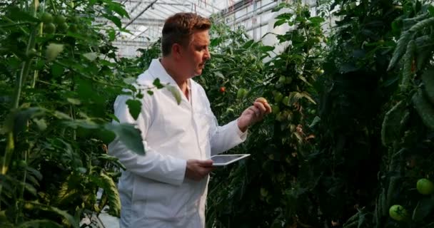 Homme Scientifique Avec Tablette Numérique Examinant Les Plantes Dans Serre — Video