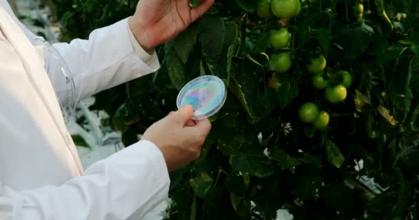 Wissenschaftler Hält Ein Exemplar Der Hand Und Überprüft Pflanzen Gewächshaus — Stockvideo