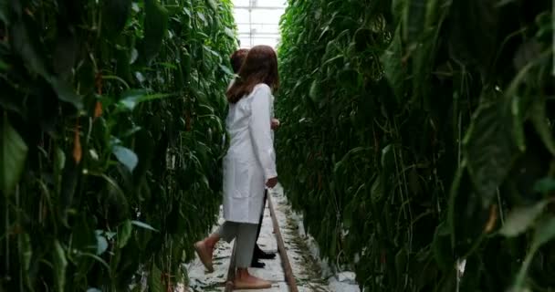 Dois Cientistas Examinando Plantas Estufa — Vídeo de Stock