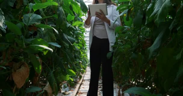 Cientista Feminina Com Tablet Digital Examinando Plantas Estufa — Vídeo de Stock