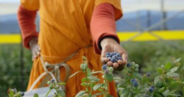 Yaban mersini el gösterilen etnik kadın işçi önden görünümü. Yavaş hareket içinde. Yaban mersini üzerinde el işçinin yüz odak değişiklikle odaklanmak.