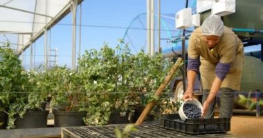 İş elbiseleri yaban mersini sera sandığa koyarak bir kadın işçi önden görünümü.
