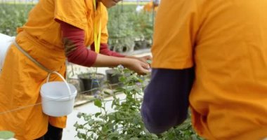 Çok etnik gruptan oluşan kadın işçilerin iş elbiseleri yaban mersini blueberry çiftlik, sera içinde toplama.
