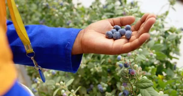 Hochwinkel Nahaufnahme Des Mittleren Abschnitts Des Arbeiters Der Blaubeeren Der — Stockvideo