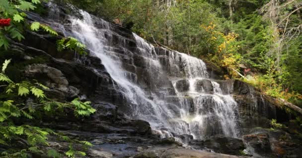 森に囲まれた背景の岩の滝の美しいサイドビューと擦れる音枝のスローモーション — ストック動画