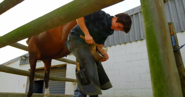 ローアングル観の厩舎で馬足にホースシューを入れて女性鍛冶屋 ハンマーでそれを打つ — ストック動画