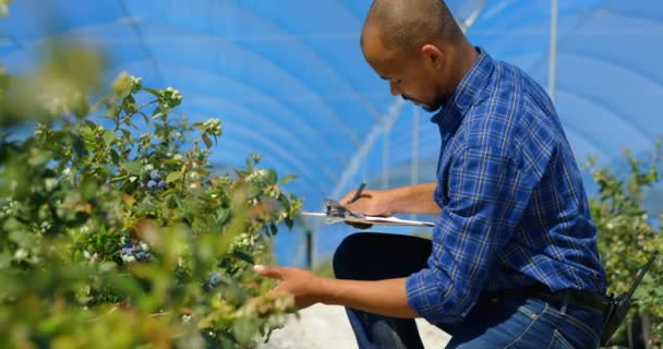 在阳光明媚的日子里 一个民族的人蹲了下来 检查蓝莓 并把它写在他在蓝莓农场的剪贴板上 在慢动作中 — 图库视频影像