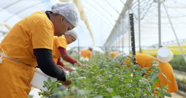 Vista Lateral Las Trabajadoras Recogiendo Arándanos Granja Arándanos Las Trabajadoras — Vídeo de stock