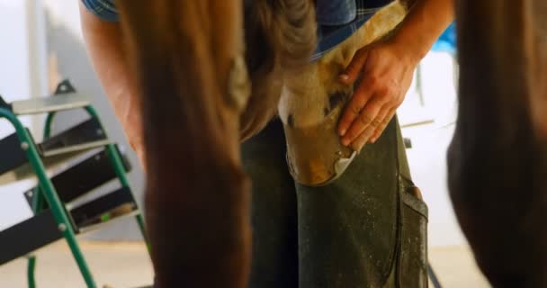 Seção Média Jovem Mulher Colocando Ferradura Perna Cavalo — Vídeo de Stock