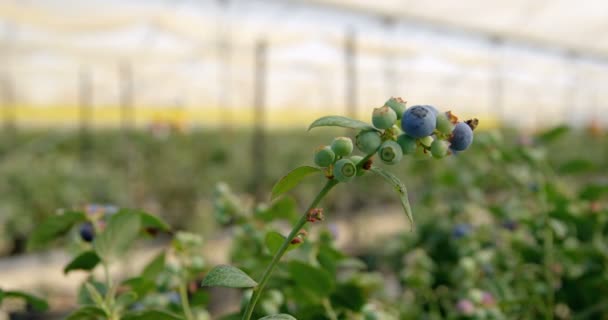 Zbliżenie Blueberry Roślin Gospodarstwie Czernicy — Wideo stockowe