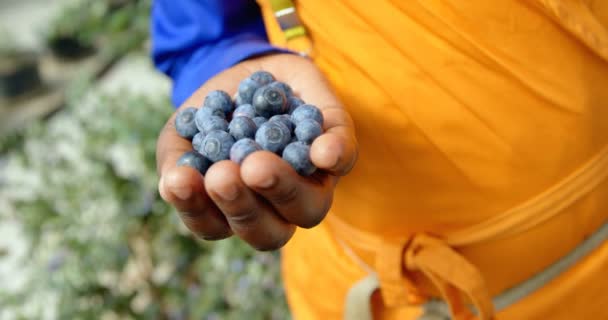 Close Ethnic Worker Holding Freshly Picked Blueberries Hand Blurred Out — Stock Video
