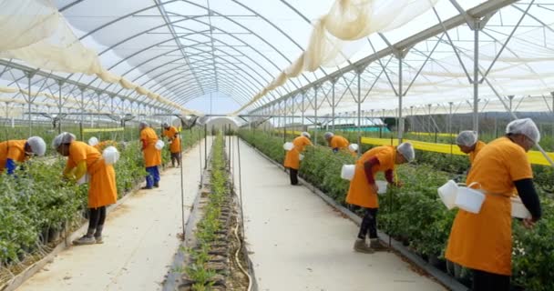 オレンジの女性労働者の大規模な角度のビューは作業服ブルーベリー農園の温室のブルーベリーを摘みです 多民族グループ 混血人 — ストック動画