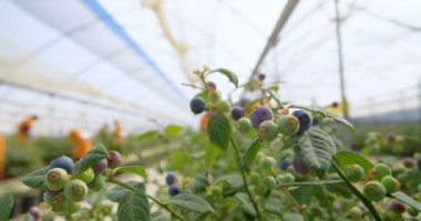 Yakın çekim yeşil ve mavi yaban mersini blueberry çiftlik yabanmersini bitkilerde üzerinde büyüyor. Yavaş çekimde