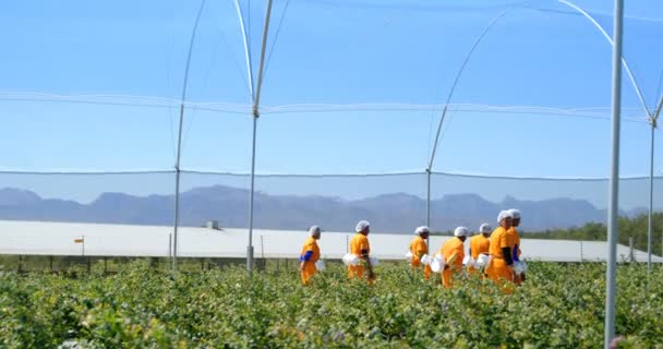 Vzdálený Pohled Pracovníků Oranžové Pracovní Oděvy Uličkách Borůvkové Farmě Multi — Stock video