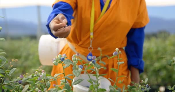 Nahaufnahme Eines Bauarbeiters Der Zeitlupe Blaubeeren Pflückt — Stockvideo