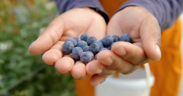 Close Dari Pekerja Etnis Memegang Blueberry Baru Saja Diambil Dua — Stok Video