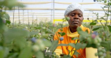 Yaban mersinli Şubesi blueberry çiftlik içinde konsantre etnik kadın işçisi ile yakın çekim