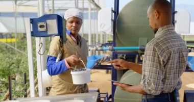 Önden görünüm etnik kadın işçinin tartım İstasyonu, yaban mersini blueberry çiftlik sepete tartmak için danışman geliyor. Yavaş çekimde