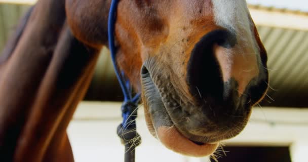 Close Van Paard Hoofd Dragen Een Blauwe Halster Stal — Stockvideo