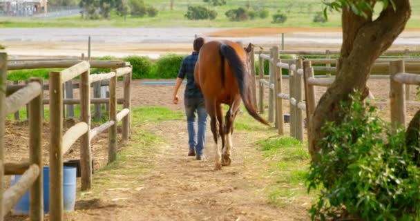 Vue Arrière Une Jeune Femme Aux Cheveux Courts Marchant Cheval — Video