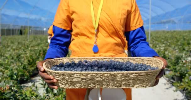 Frontansicht Mittlere Sektion Einer Arbeiterin Die Blaubeeren Einer Heidelbeerfarm Trägt — Stockvideo