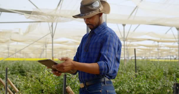 デジタル タブレットを使用してバック グラウンドでブルーベリーの低木のブルーベリー農園のフランネルと広いつばの帽子を身に着けている民族の若い男の側面図です スローモーションで — ストック動画